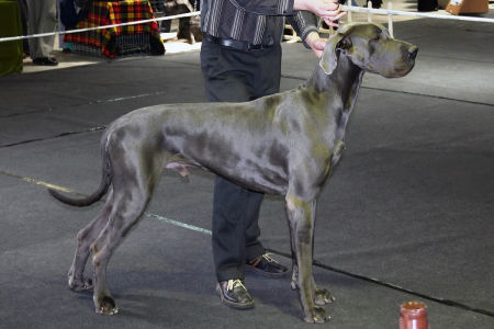 Cachorro: Dogue alemão